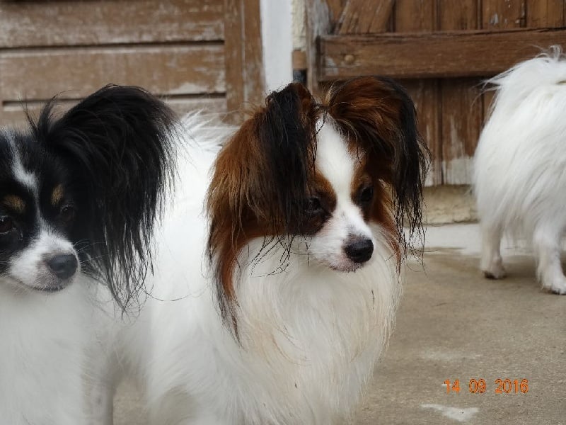 Jepp De La Vallée De La Py