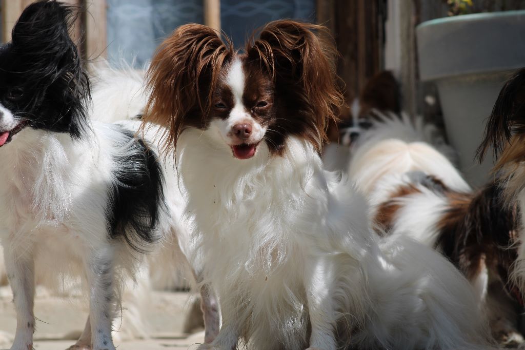 Mirabelle De La Vallée De La Py