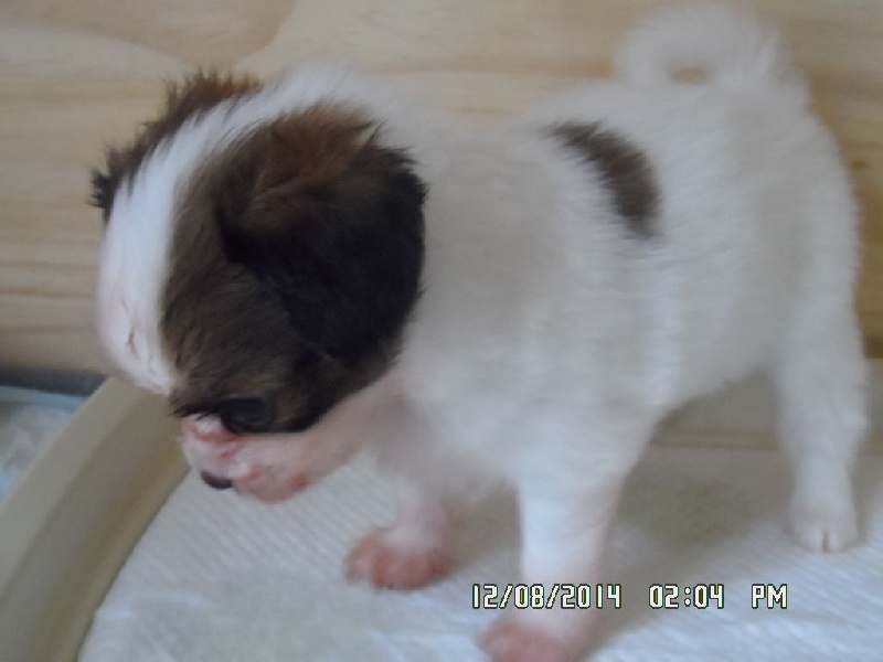 Jepp De La Vallée De La Py