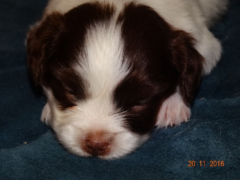 Mirabelle De La Vallée De La Py