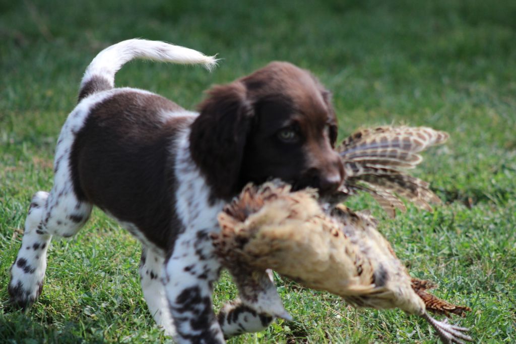 Alpha De La Vallée De La Py