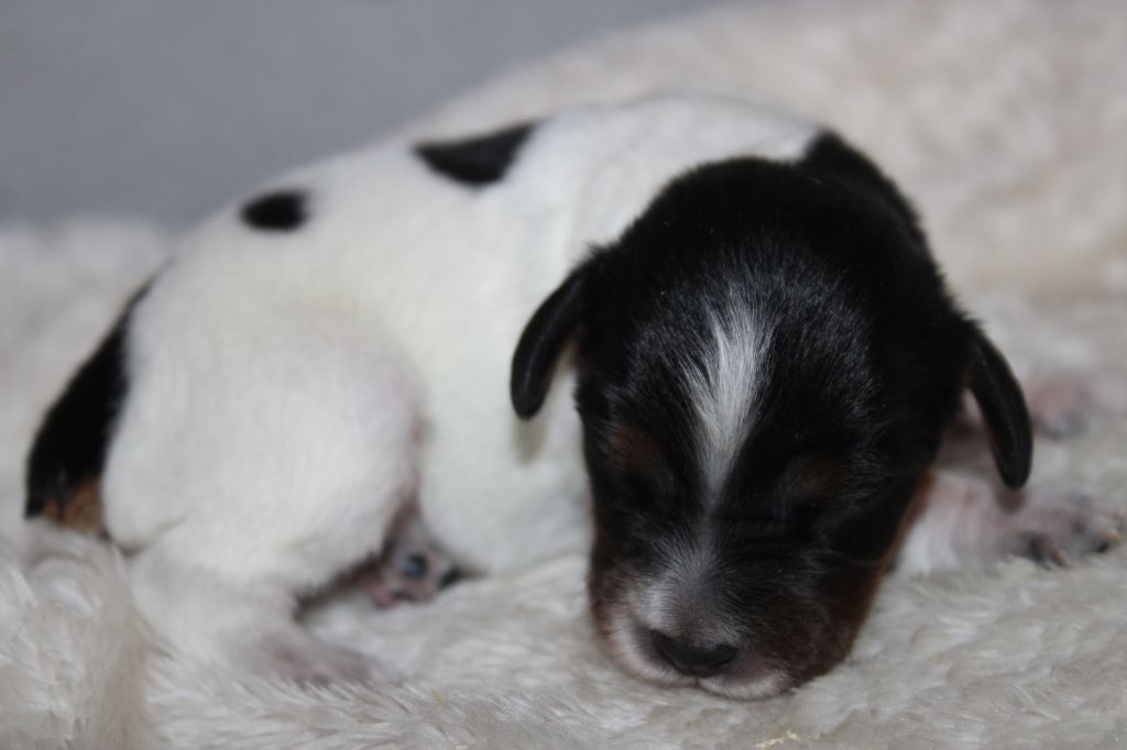 Publication : De La Vallée De La Py