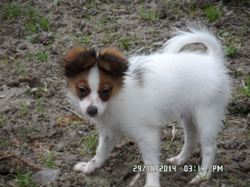 Jepp De La Vallée De La Py