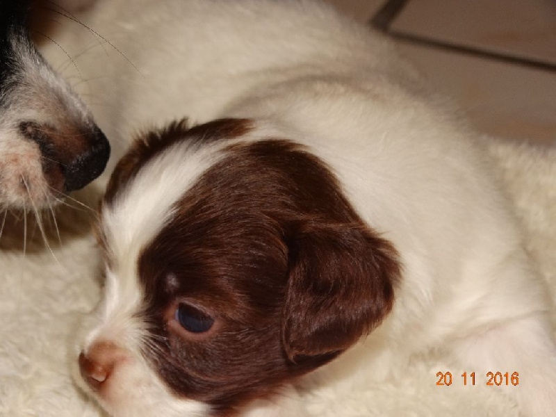 Mirabelle De La Vallée De La Py