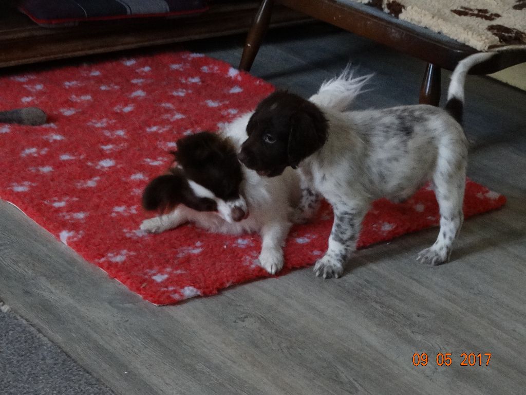 Mirabelle De La Vallée De La Py