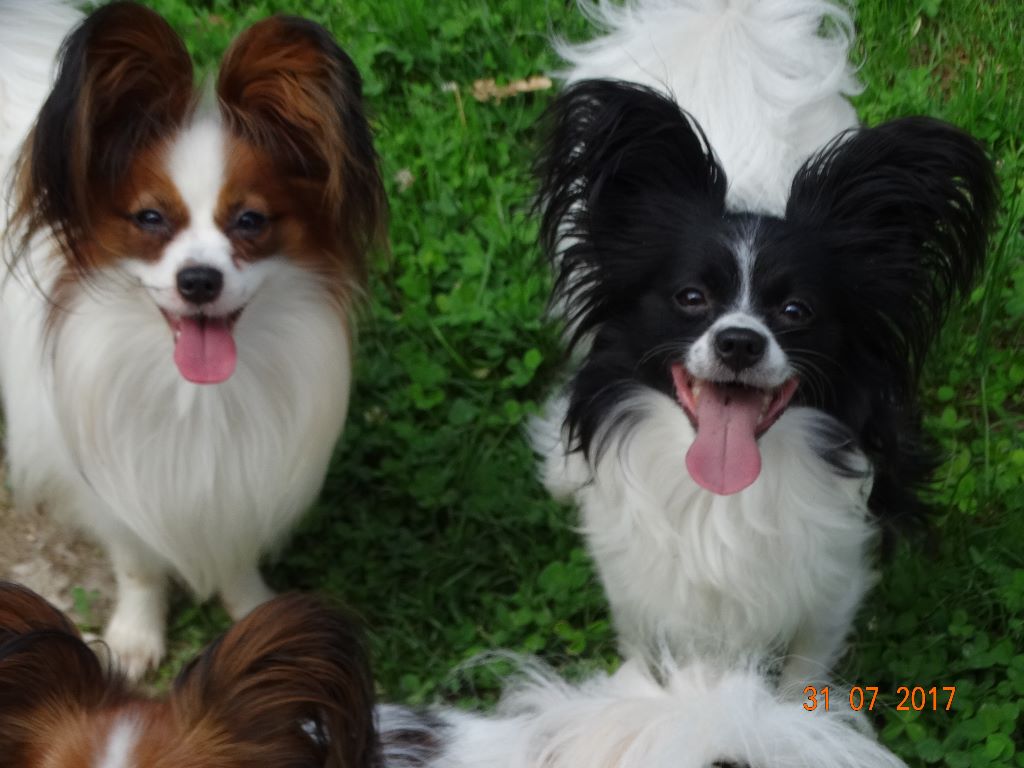 Jepp De La Vallée De La Py