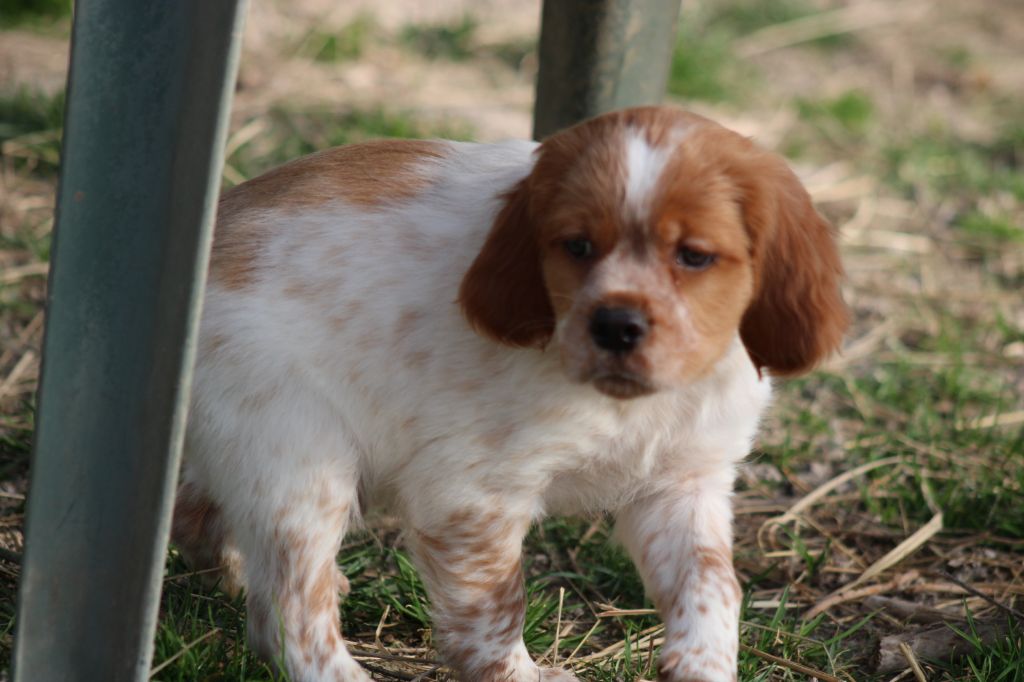 Artus De La Vallée De La Py