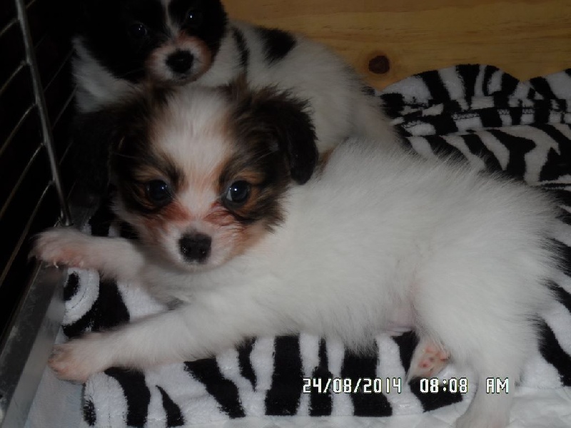 Jepp De La Vallée De La Py