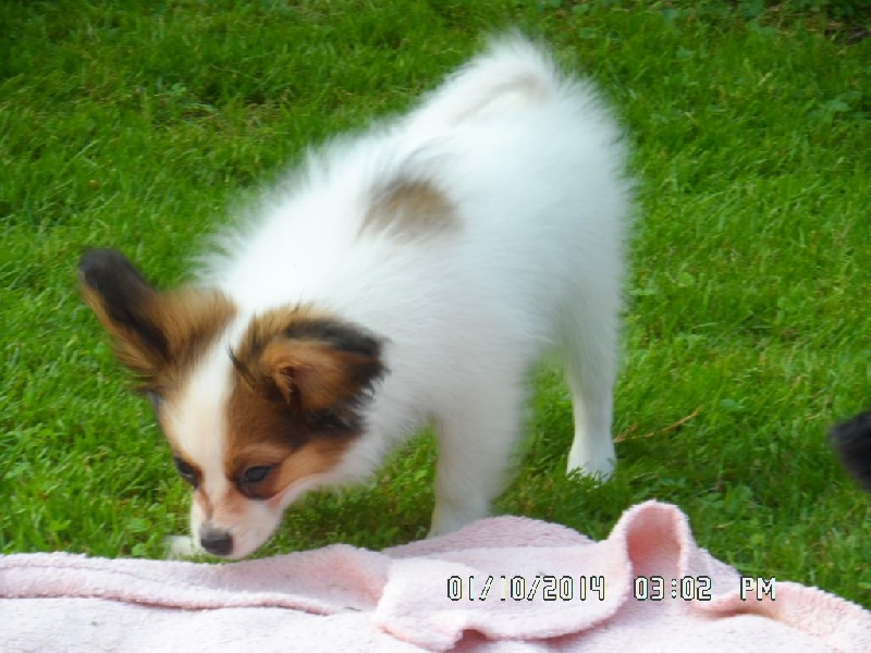 Jepp De La Vallée De La Py