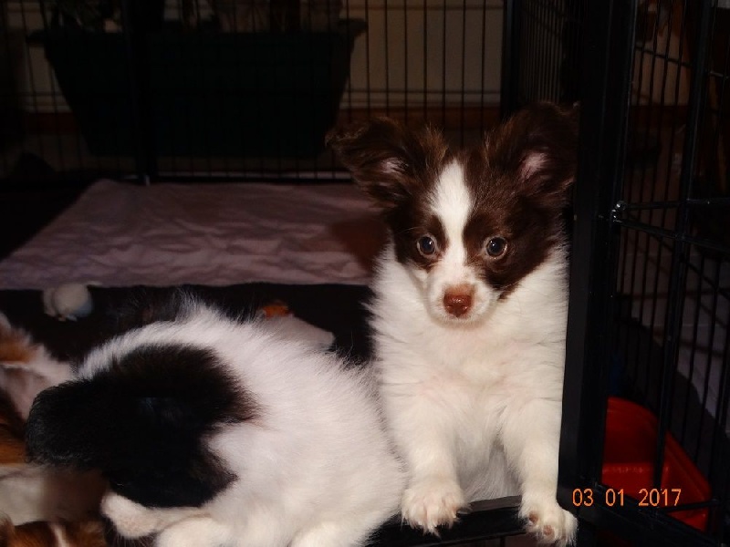 Mirabelle De La Vallée De La Py