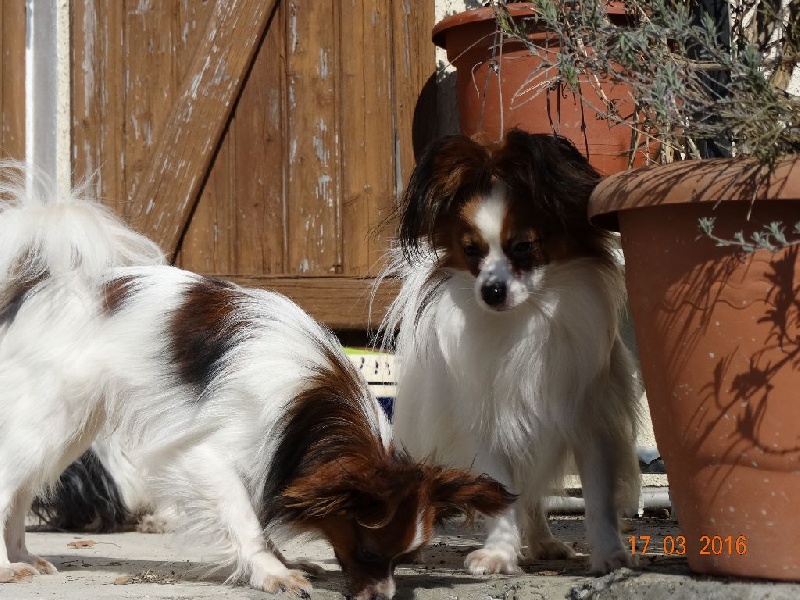 Jepp De La Vallée De La Py