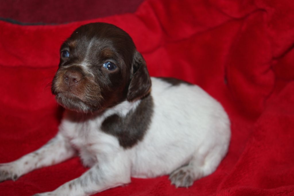 Toto De La Vallée De La Py