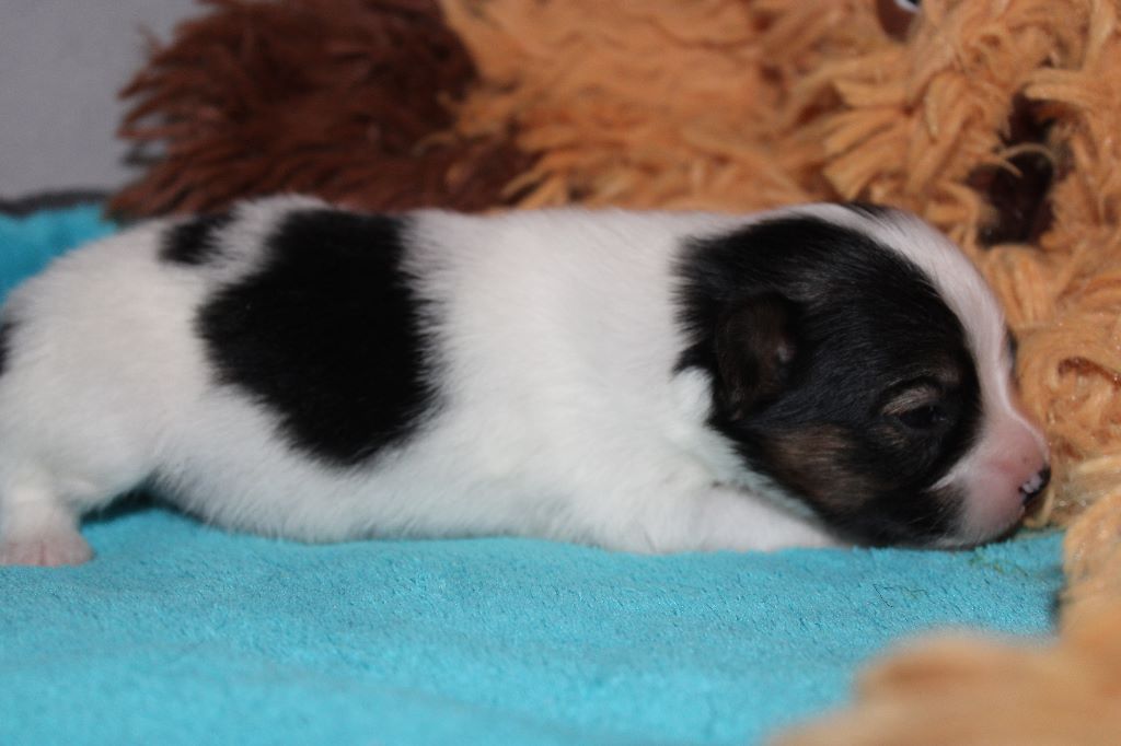 Ricky De La Vallée De La Py