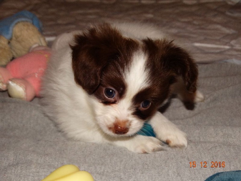 Mirabelle De La Vallée De La Py