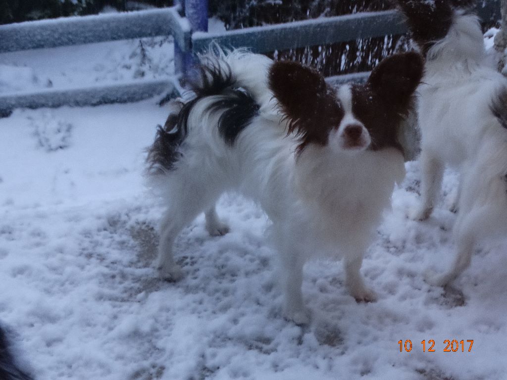 Mirabelle De La Vallée De La Py