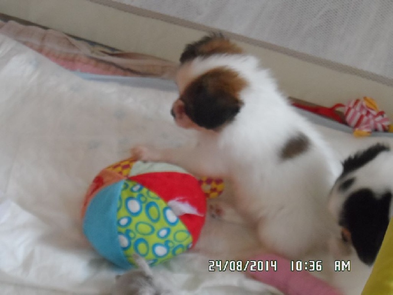 Jepp De La Vallée De La Py