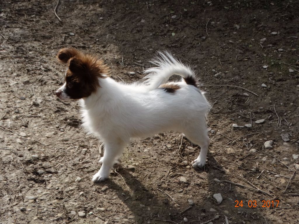 Mirabelle De La Vallée De La Py