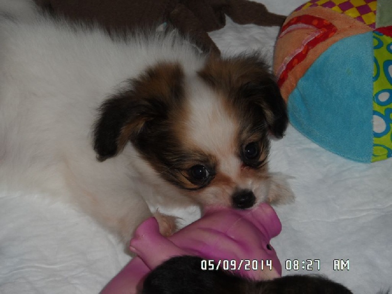 Jepp De La Vallée De La Py