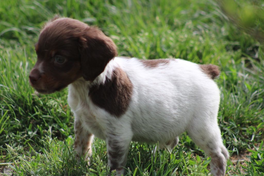 Toto De La Vallée De La Py