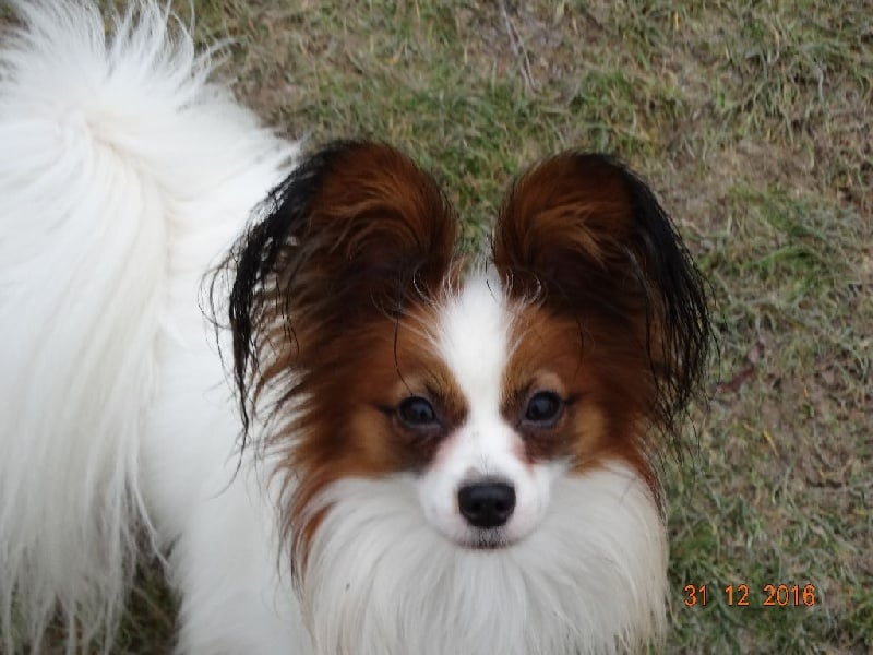 Jepp De La Vallée De La Py