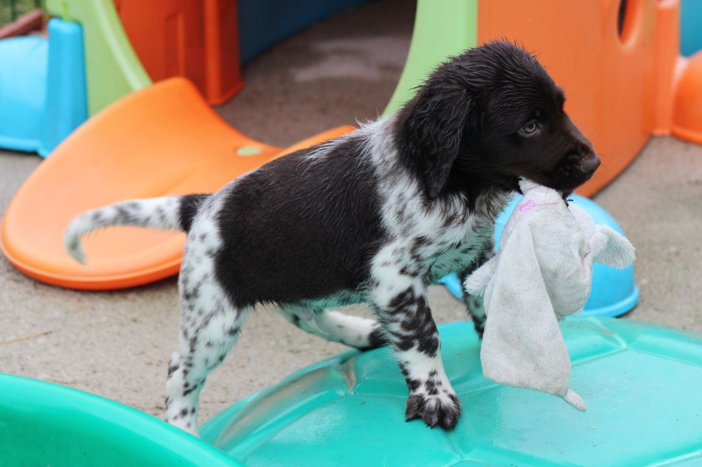 Alpha De La Vallée De La Py