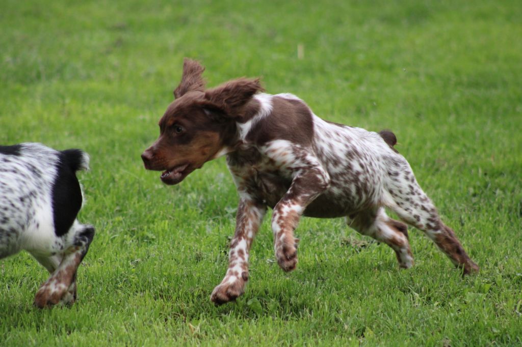 Toto De La Vallée De La Py
