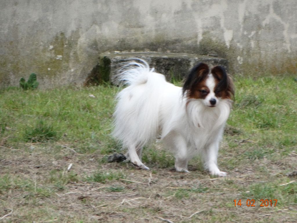 Jepp De La Vallée De La Py