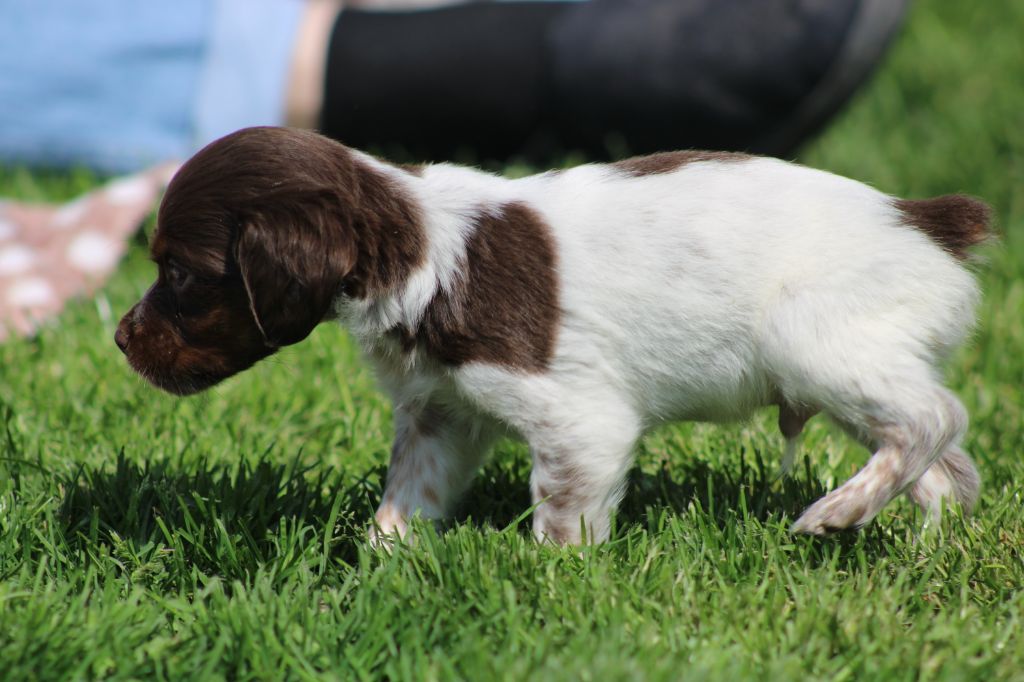 Toto De La Vallée De La Py