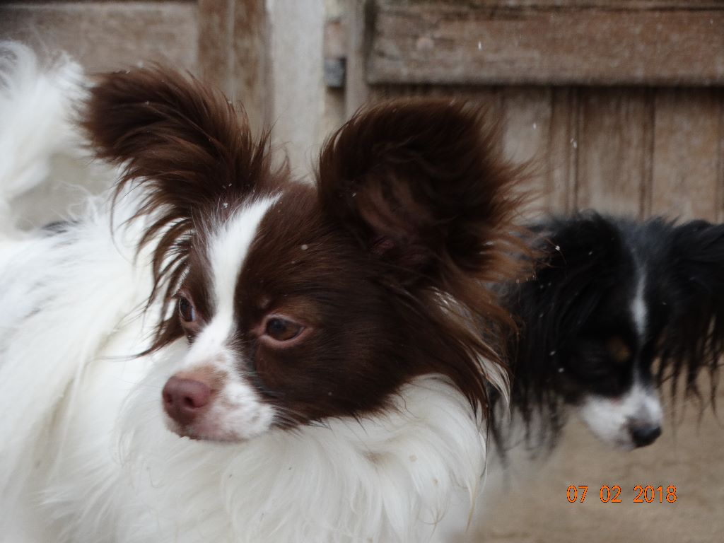 Mirabelle De La Vallée De La Py