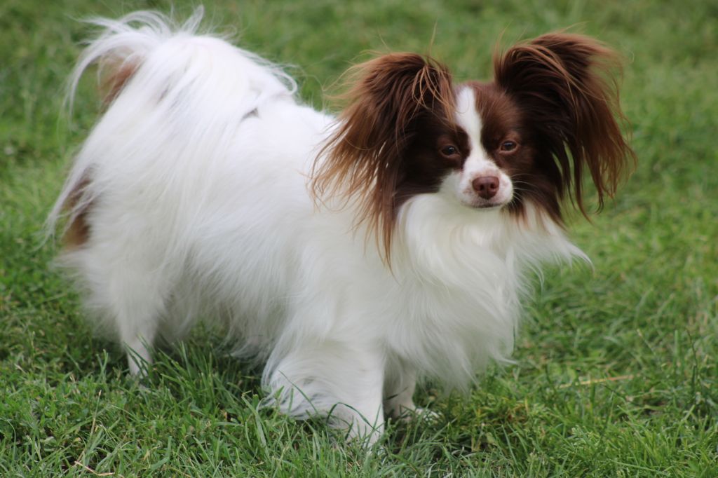 Mirabelle De La Vallée De La Py