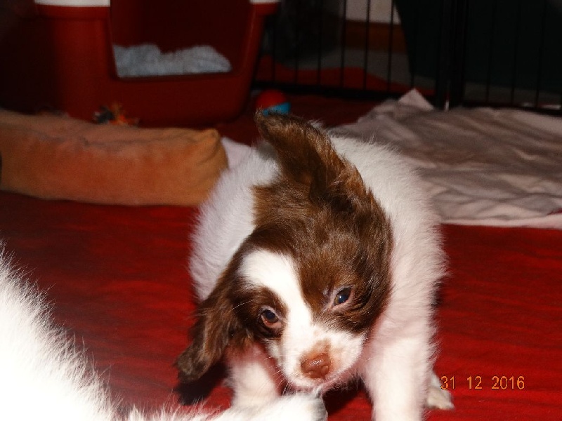 Mirabelle De La Vallée De La Py