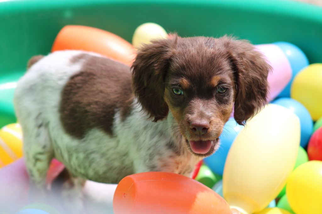 Toto De La Vallée De La Py