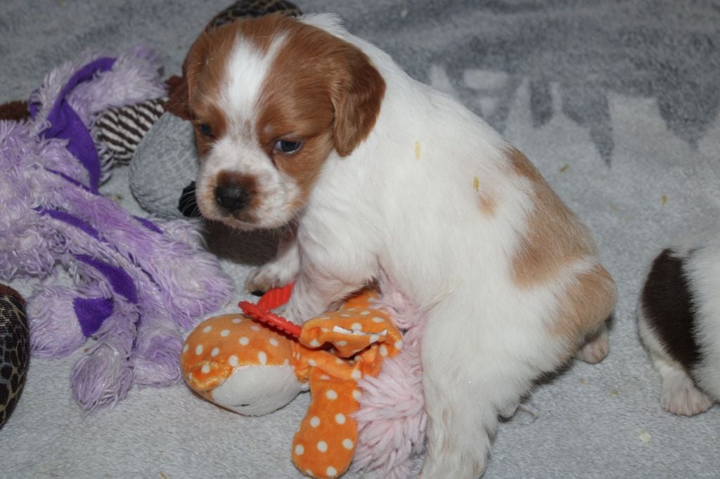 Artus De La Vallée De La Py