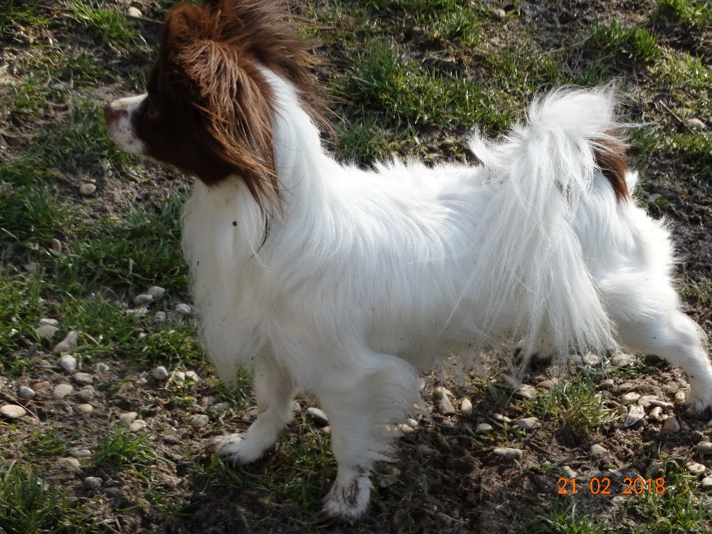 Mirabelle De La Vallée De La Py