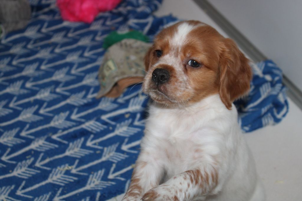 Artus De La Vallée De La Py