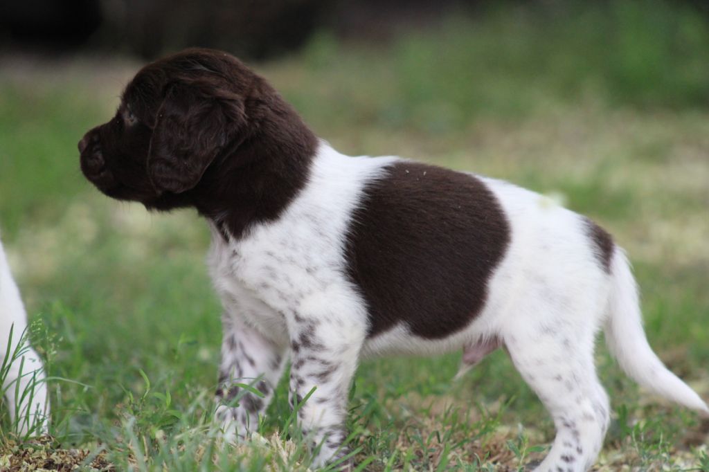 Alpha De La Vallée De La Py