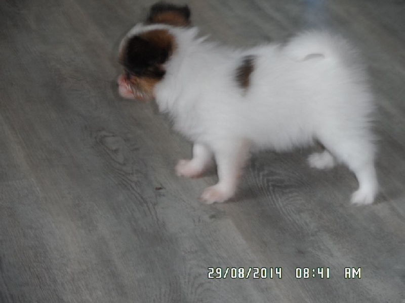 Jepp De La Vallée De La Py