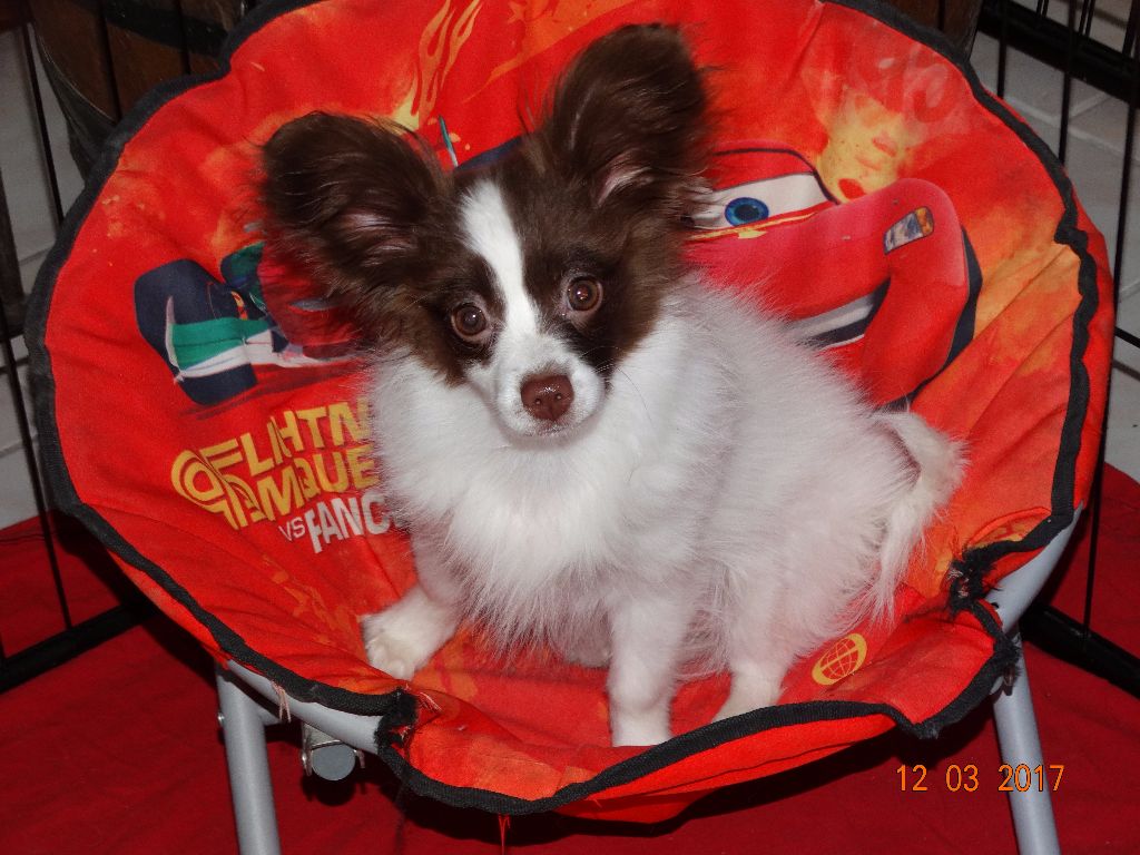 Mirabelle De La Vallée De La Py