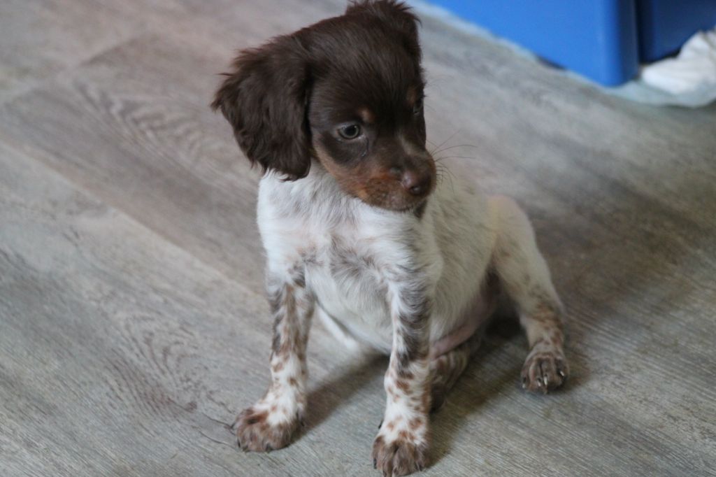 Toto De La Vallée De La Py