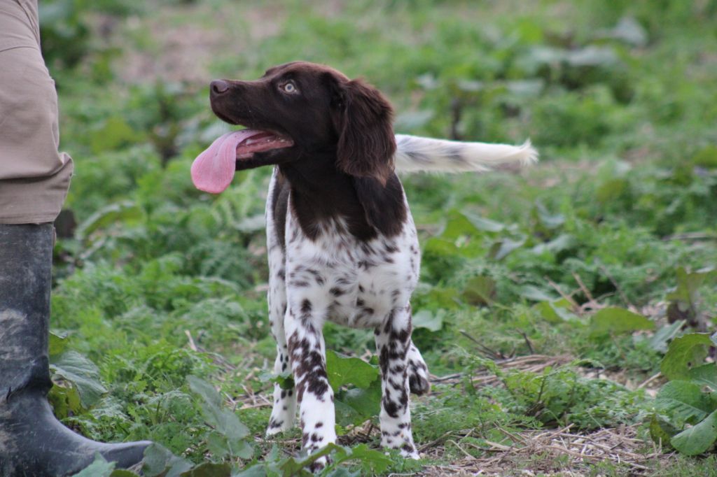Alpha De La Vallée De La Py