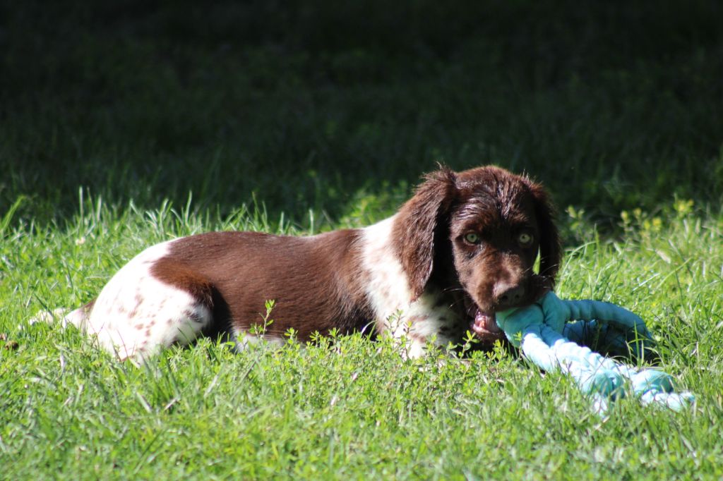 Alpha De La Vallée De La Py