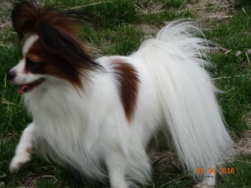 Jepp De La Vallée De La Py