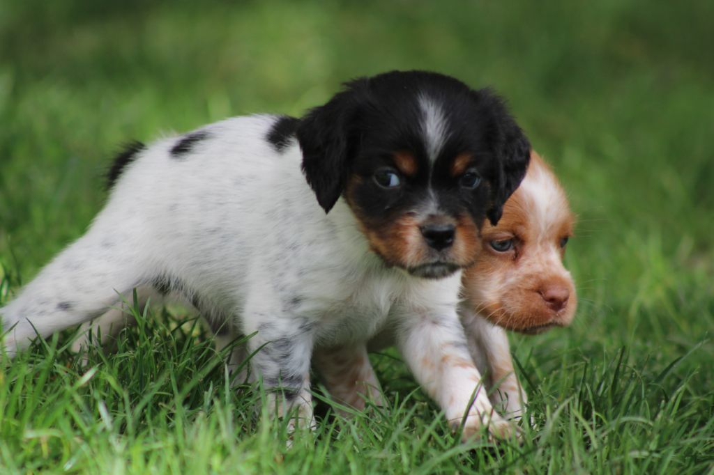 Publication : De La Vallée De La Py