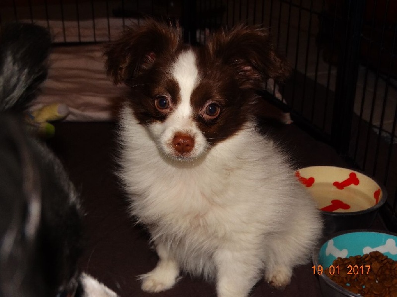 Mirabelle De La Vallée De La Py