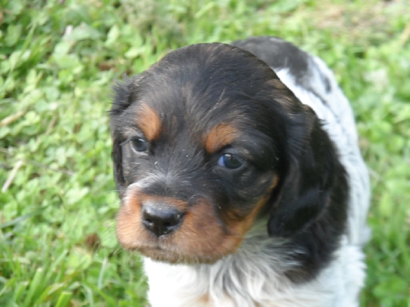 Harper De La Vallée De La Py