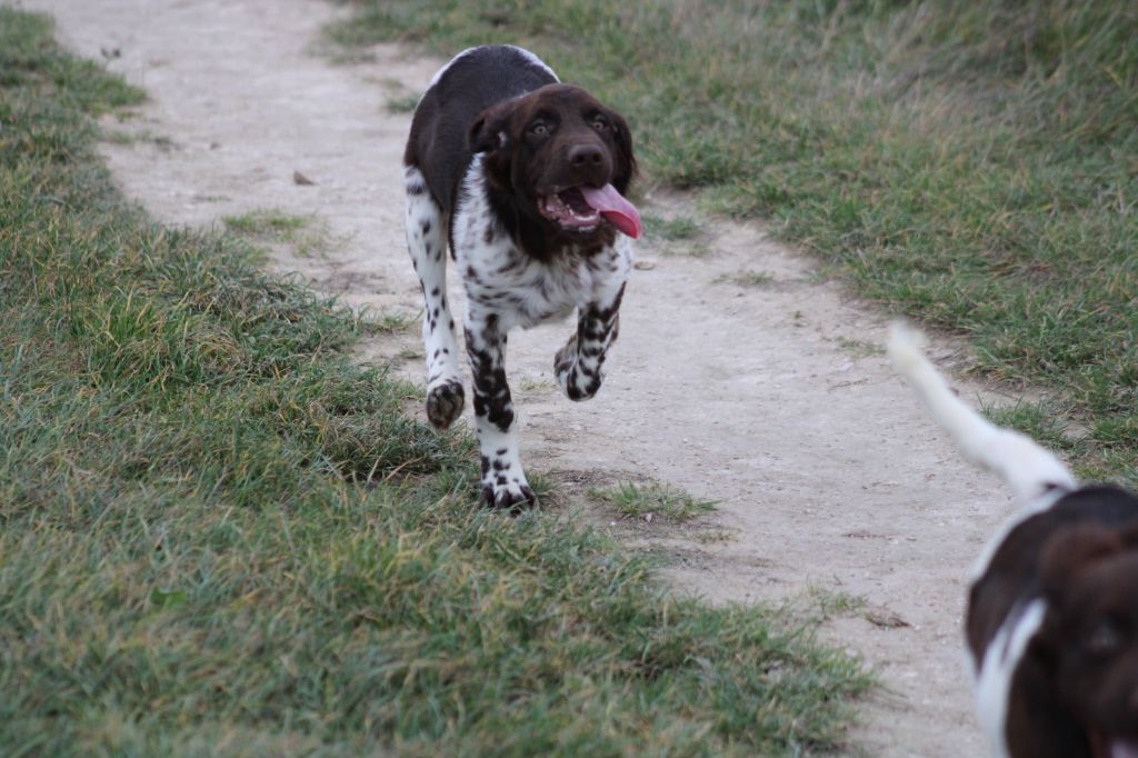 Alpha De La Vallée De La Py