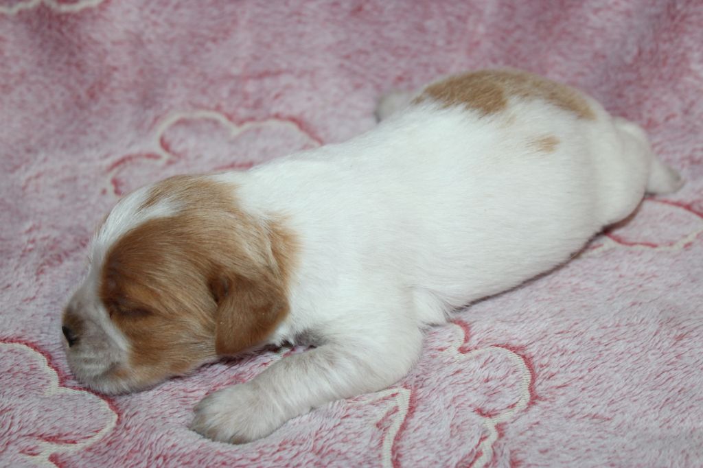 Artus De La Vallée De La Py