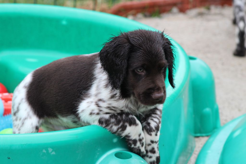 Alpha De La Vallée De La Py