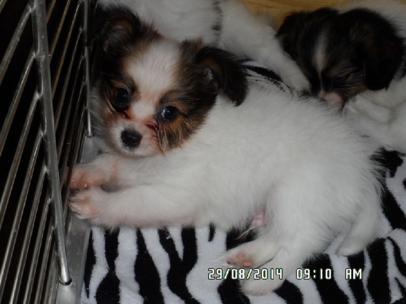 Jepp De La Vallée De La Py