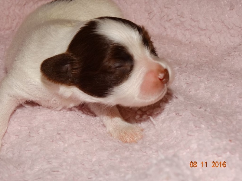 Mirabelle De La Vallée De La Py